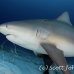 shark_bull_pdm_h_0028_mex0033.jpg